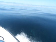 Enlarge photo 68