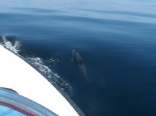 Enlarge photo 47