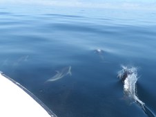 Enlarge photo 48