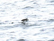 Enlarge photo 79