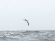 Enlarge photo 81