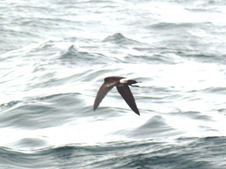 Enlarge photo 82