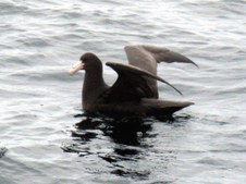 Enlarge photo 73