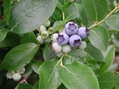 Enlarge photo 38