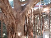 Enlarge photo 85