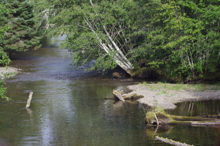 Whale Watching and Bear Tour