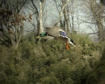 Ducks, Geese, Birds 2