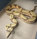 Labyrinth het VPIT+ X Hypo Fire het VPI