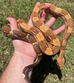 VPI T+ Blood X VPI T+ Snowglow