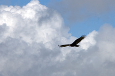 Enlarge photo 154