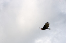 Enlarge photo 155