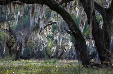 Enlarge photo 176