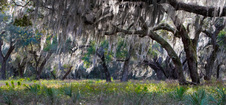 Enlarge photo 177