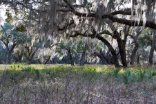 Enlarge photo 178