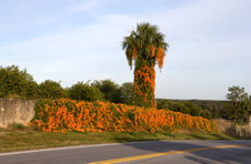 Enlarge photo 179