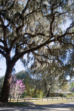 Enlarge photo 185