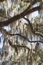 Enlarge photo 186