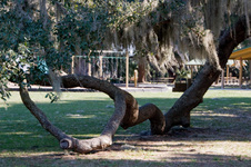 Enlarge photo 190