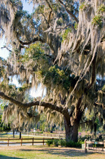 Enlarge photo 195