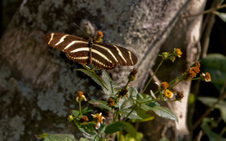 Enlarge photo 197
