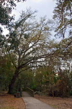 Enlarge photo 419