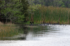 Enlarge photo 425