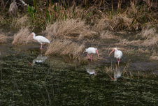 Enlarge photo 432