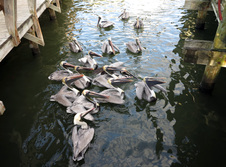 Enlarge photo 14