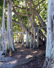 Enlarge photo 62