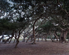 Enlarge photo 261