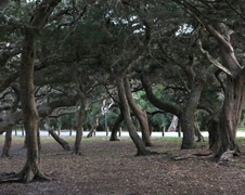 Enlarge photo 262