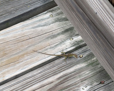 Enlarge photo 442
