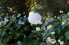 Enlarge photo 92