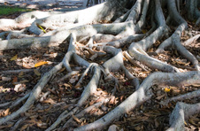Enlarge photo 109