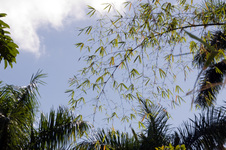 Enlarge photo 116
