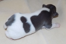 MIAKODA RAT TERRIERS 3 WK OLD PUPPIES