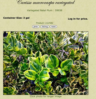 Enlarge photo 59