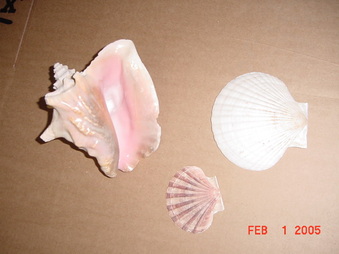 Enlarge photo 41