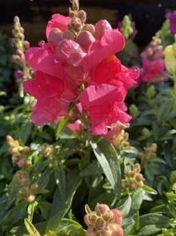 Enlarge photo 112