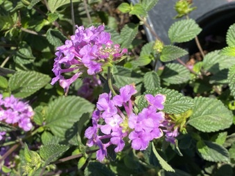 Enlarge photo 116