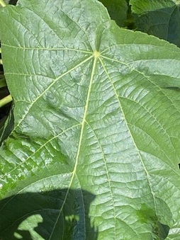 Enlarge photo 67