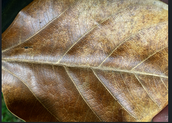 Enlarge photo 61