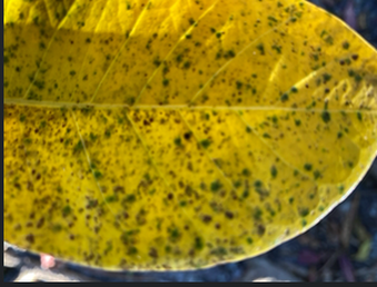 Enlarge photo 57
