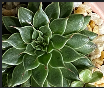 Enlarge photo 44