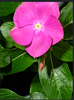Enlarge photo 95