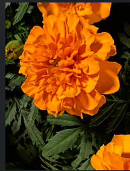 Enlarge photo 106