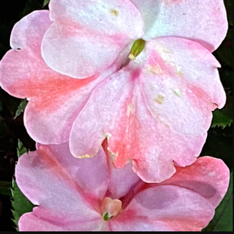 Enlarge photo 105