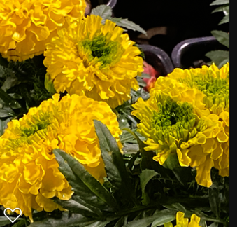 Enlarge photo 93