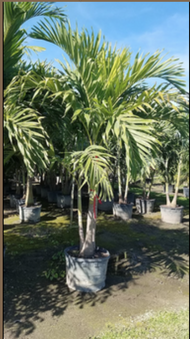 Enlarge photo 62