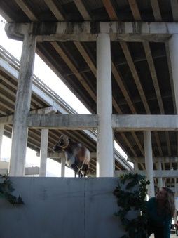 Enlarge photo 46